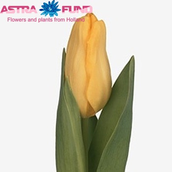 Tulipa Triumf Grp enkel 'Agrass Gold' photo