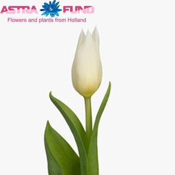 Tulipa Triumf Grp enkel 'Agrass White' zdjęcie