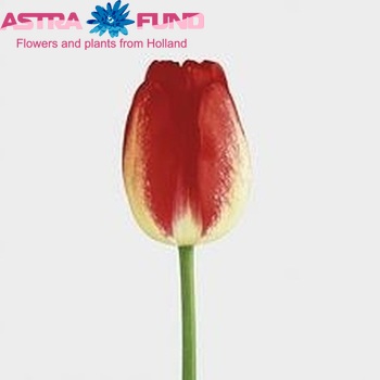 Tulipa Triumf Grp enkel 'Ajax' photo