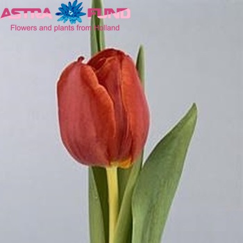 Tulipa Triumf Grp enkel 'Allure' foto