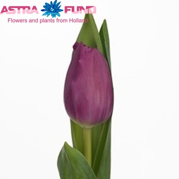 Tulipa Triumf Grp enkel 'Alma Pavlovic' фото