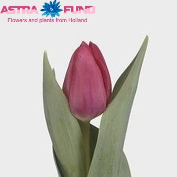 Tulipa Triumf Grp enkel 'Amaday' photo