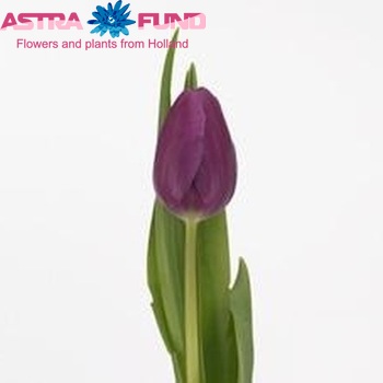 Tulipa Triumf Grp enkel 'Angola' Foto