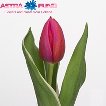 Tulipa Triumf Grp enkel 'Aphrodite' Foto