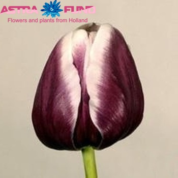 Tulipa Triumf Grp enkel 'Arabian Mystery' zdjęcie