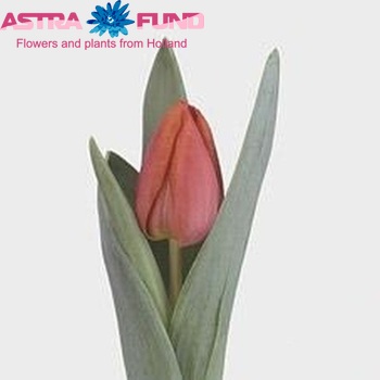 Tulipa Triumf Grp enkel 'Asahi' Foto