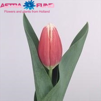 Tulipa Triumf Grp enkel 'Aspen' Foto