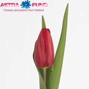 Tulipa Triumf Grp enkel 'Avenue' photo