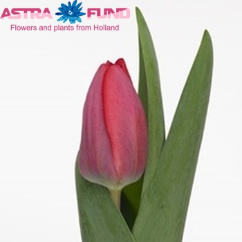 Tulipa Triumf Grp enkel 'Axel' Foto