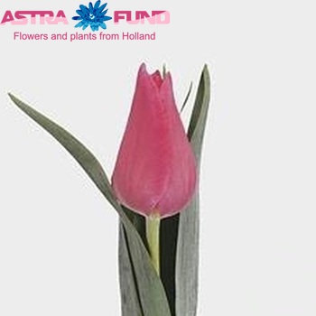 Tulipa Triumf Grp enkel 'Badia' photo