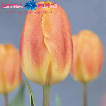 Tulipa Triumf Grp enkel 'Beauty of Prominence' zdjęcie