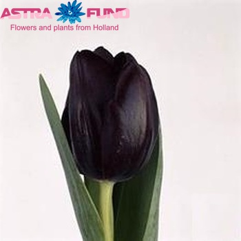 Tulipa Triumf Grp enkel 'Black Jack' photo