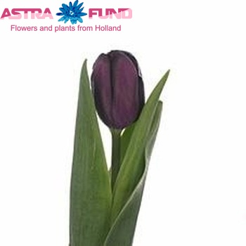 Tulipa Triumf Grp enkel 'Black Star' zdjęcie