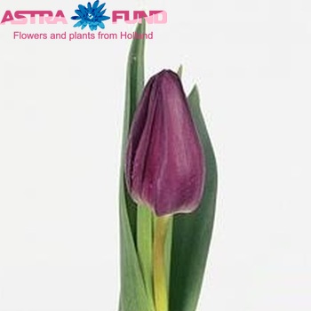 Tulipa Triumf Grp enkel 'Bolroyal Alfa' фото