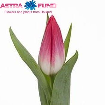 Tulipa Triumf Grp enkel 'Bolroyal Pink' Foto