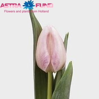 Tulipa Triumf Grp enkel 'Bright Pink Lady' Foto