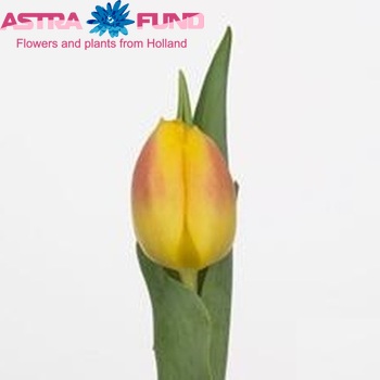 Tulipa Triumf Grp enkel 'Brigitta' Foto