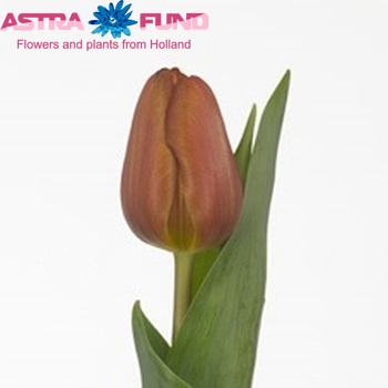 Tulipa Triumf Grp enkel 'Brown Sugar' Foto