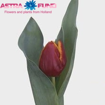 Tulipa Triumf Grp enkel 'Caballero' Foto
