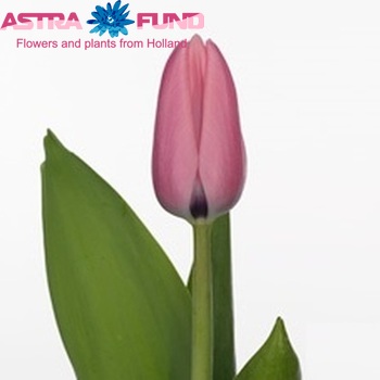 Tulipa Triumf Grp enkel 'Capri Pink' Foto