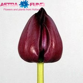 Tulipa Triumf Grp enkel 'Caravelle' Foto