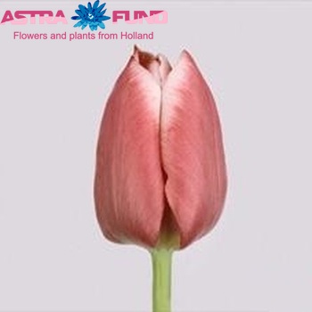 Tulipa Triumf Grp enkel 'Charmeur' photo