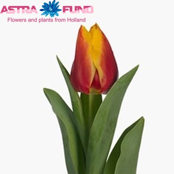 Tulipa Triumf Grp enkel 'Chieftain Elite' Foto