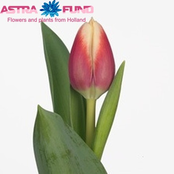 Tulipa Triumf Grp enkel 'Christmas Gift' photo