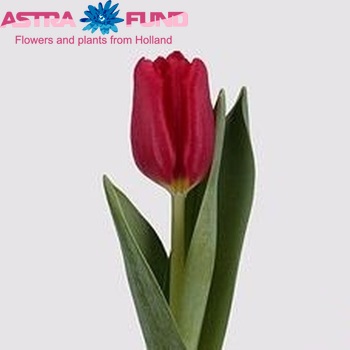 Tulipa Triumf Grp enkel 'Corina's Choice' фото