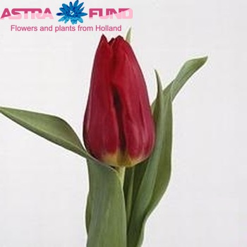 Tulipa Triumf Grp enkel 'Corvette' фото