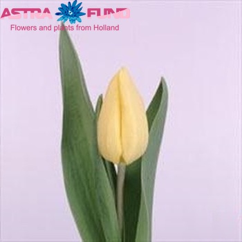 Tulipa Triumf Grp enkel 'Cristina Deutekom' Foto