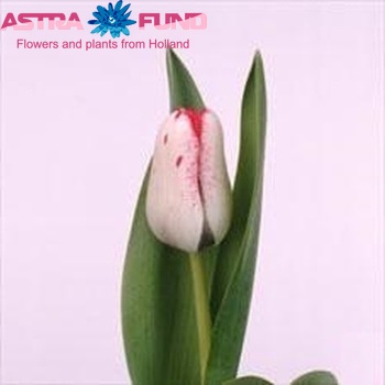 Tulipa Triumf Grp enkel 'Denise' фото