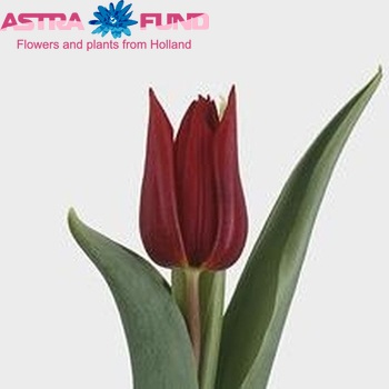 Tulipa Triumf Grp enkel 'Deshima' foto