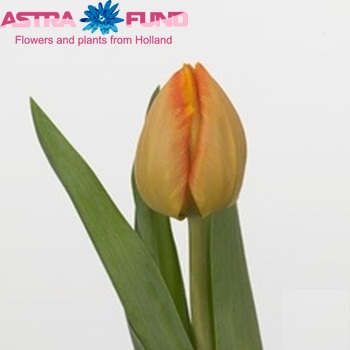 Tulipa Triumf Grp enkel 'Dutch Princess' photo