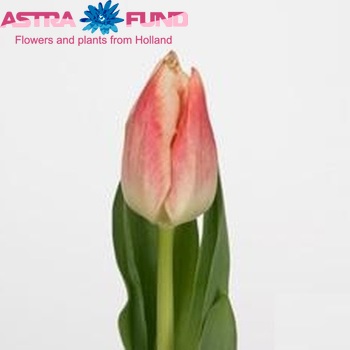 Tulipa Triumf Grp enkel 'Empire' foto