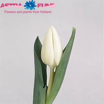 Tulipa Triumf Grp enkel 'Eskimo Chief' foto