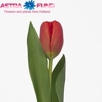 Tulipa Triumf Grp enkel 'Ferrari' photo