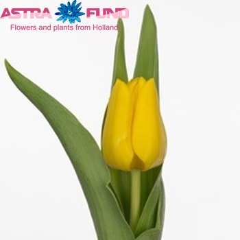 Tulipa Triumf Grp enkel 'First Clamot' photo