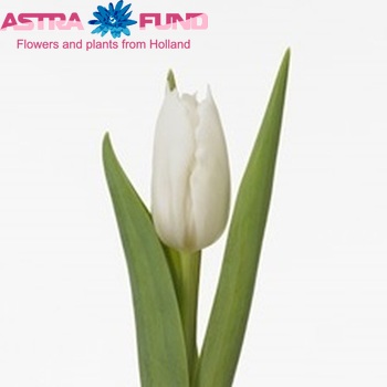 Tulipa Triumf Grp enkel 'First Peace' photo