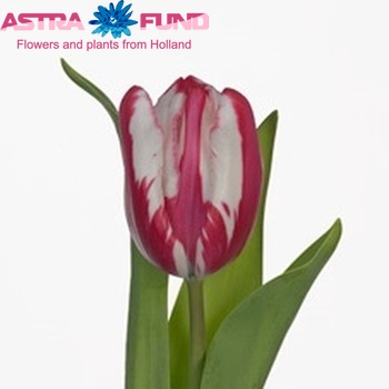 Tulipa Triumf Grp enkel 'Flaming Kiss' foto