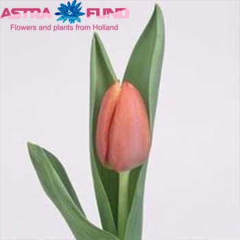 Tulipa Triumf Grp enkel 'Flower Princess' Foto