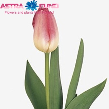 Tulipa Triumf Grp enkel 'Fondant' Foto