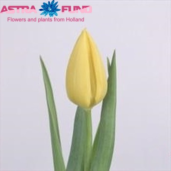 Tulipa Triumf Grp enkel 'Franeker' photo