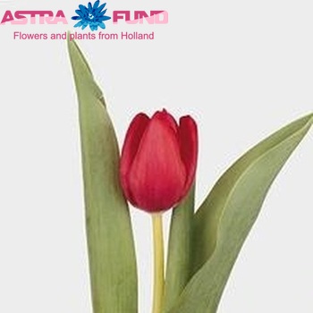 Tulipa Triumf Grp enkel 'Friso' foto