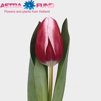 Tulipa Triumf Grp enkel 'Furand' photo