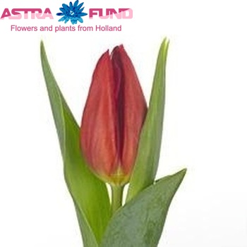 Tulipa Triumf Grp enkel 'Fured' photo