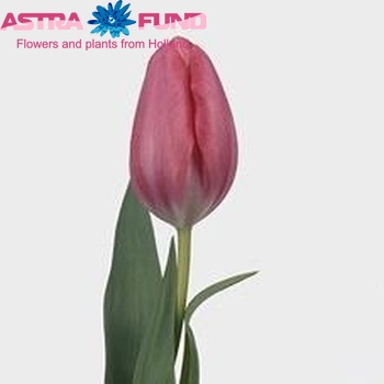 Tulipa Triumf Grp enkel 'Fusarino' foto