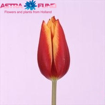 Tulipa Triumf Grp enkel 'Fuyoko' photo