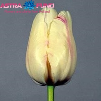 Tulipa Triumf Grp enkel 'Gander's Ouverture' photo