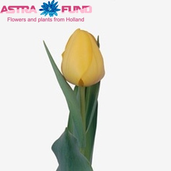 Tulipa Triumf Grp enkel 'Golden Brigitta' Foto